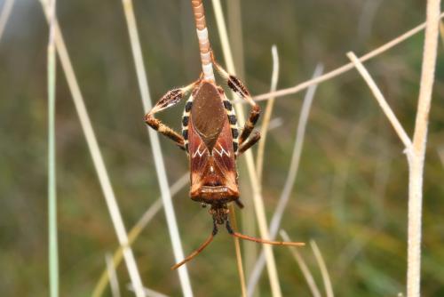 Réf. 210 625 : Leptoglossus occidentalis